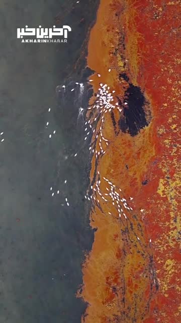 تصاویر هوایی مسحور کننده از تالاب انزلی