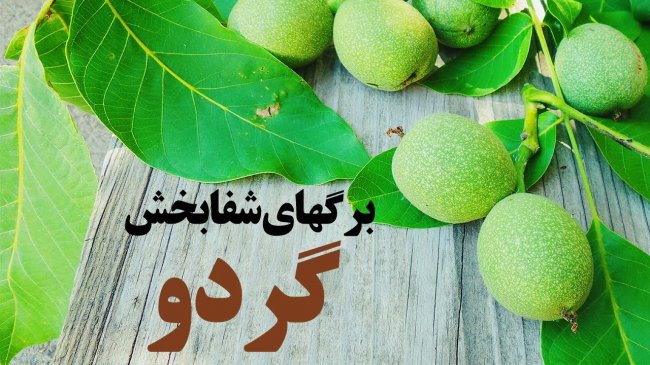 پخش آنلاین فیلم درخت گردو تماشا